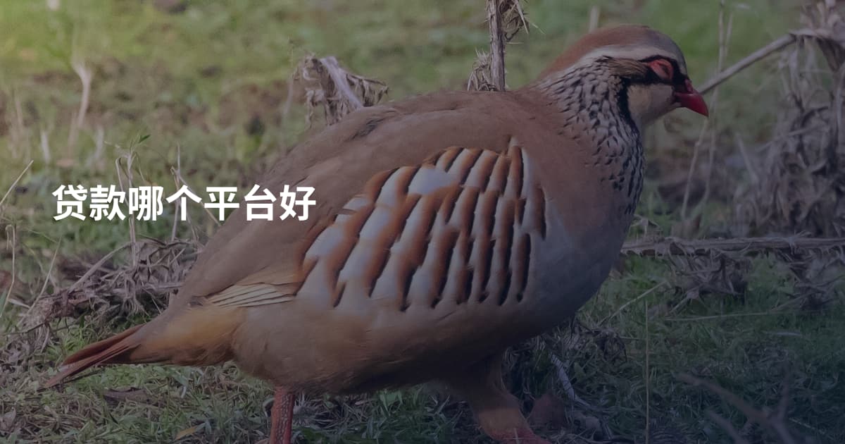 贷款哪个平台好