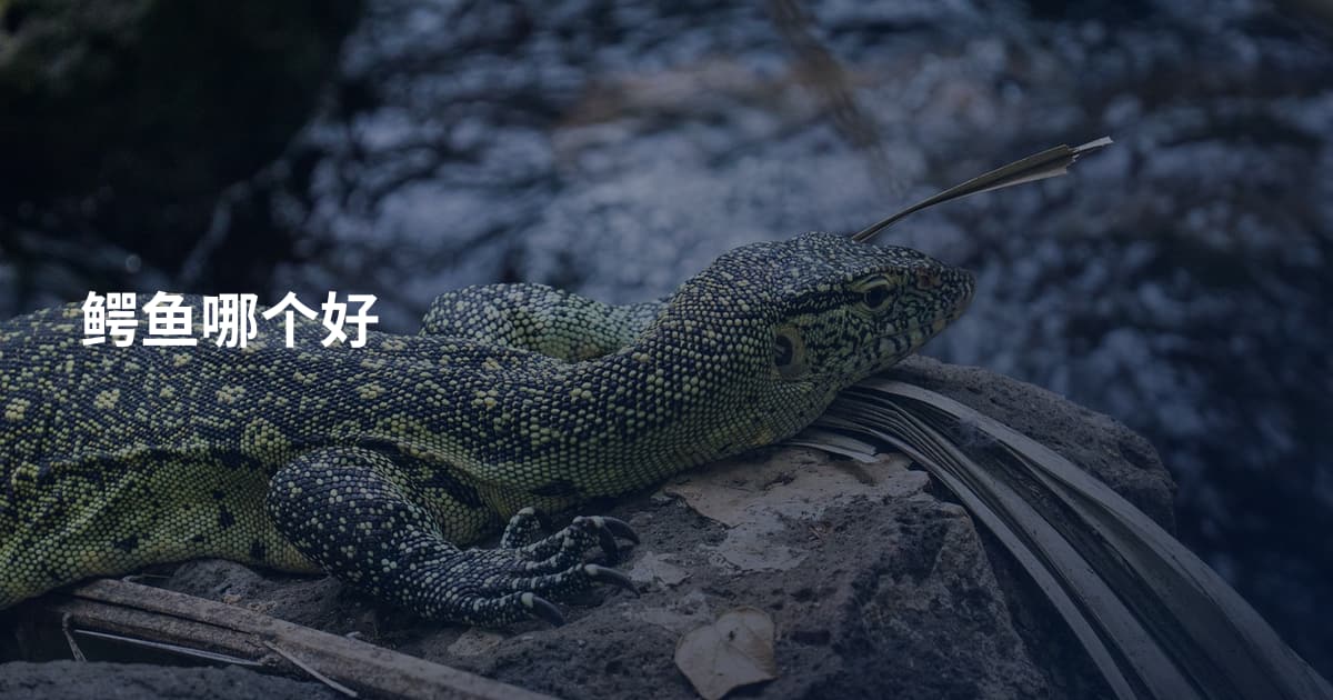鳄鱼哪个好