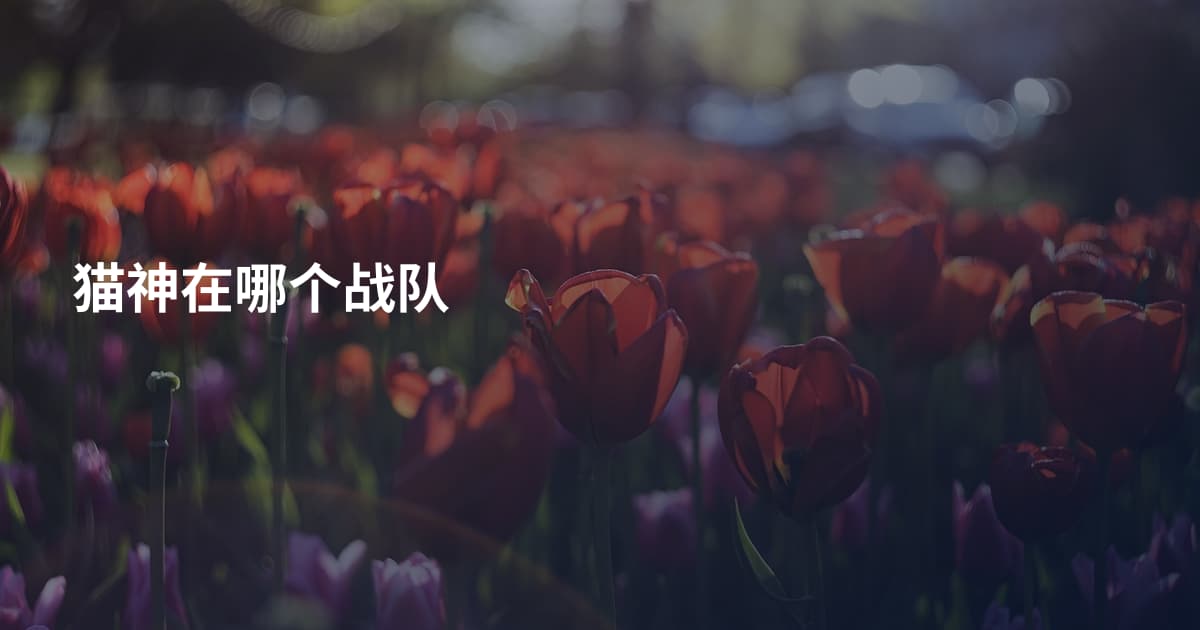 猫神在哪个战队