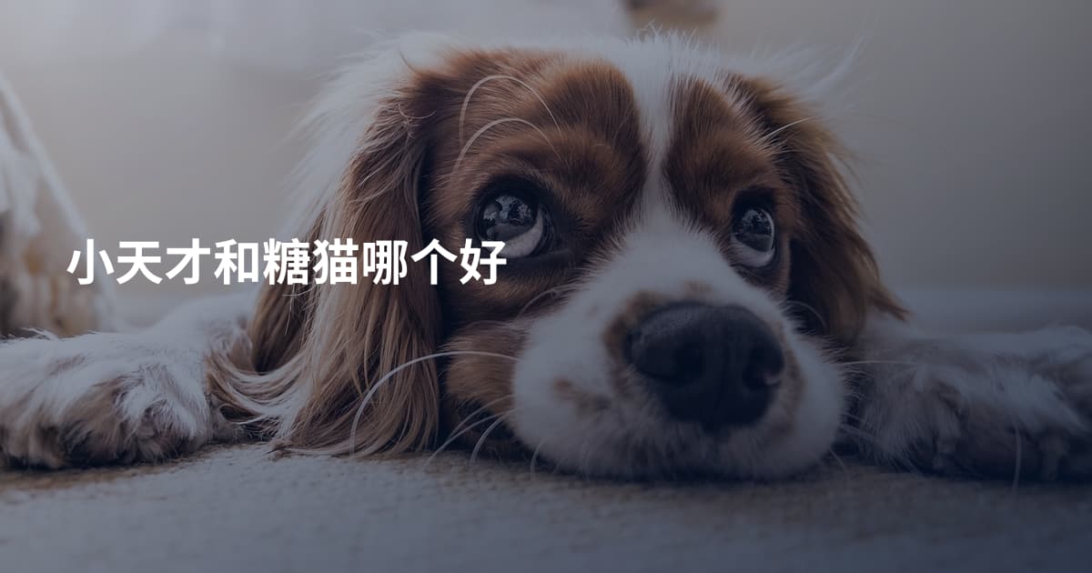 小天才和糖猫哪个好