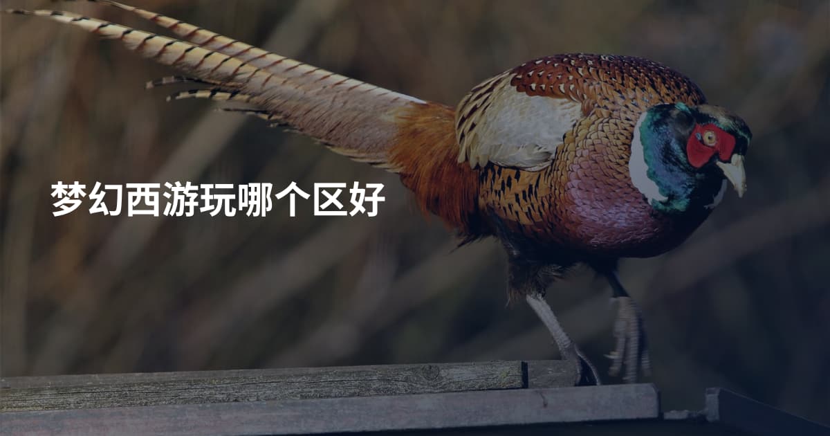梦幻西游玩哪个区好