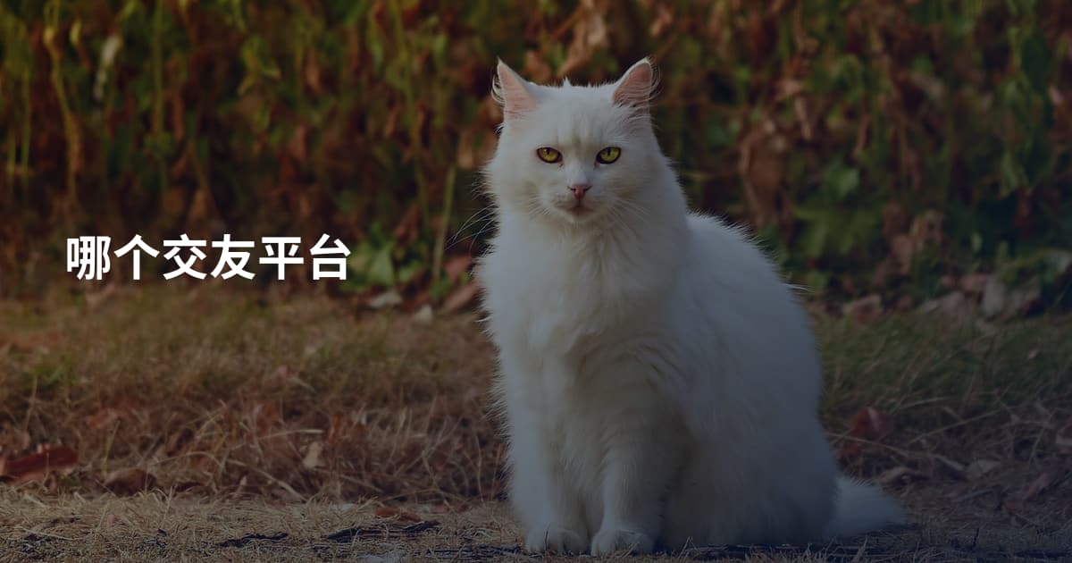 哪个交友平台