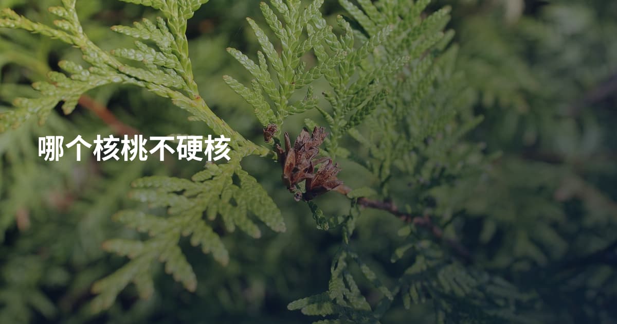哪个核桃不硬核