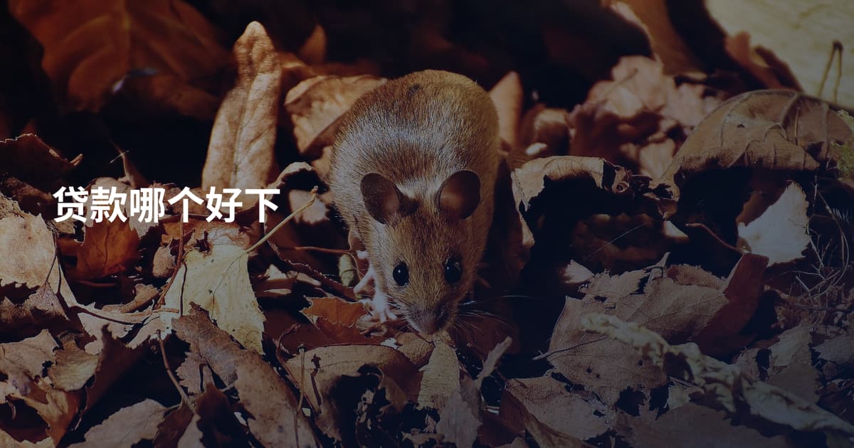 贷款哪个好下