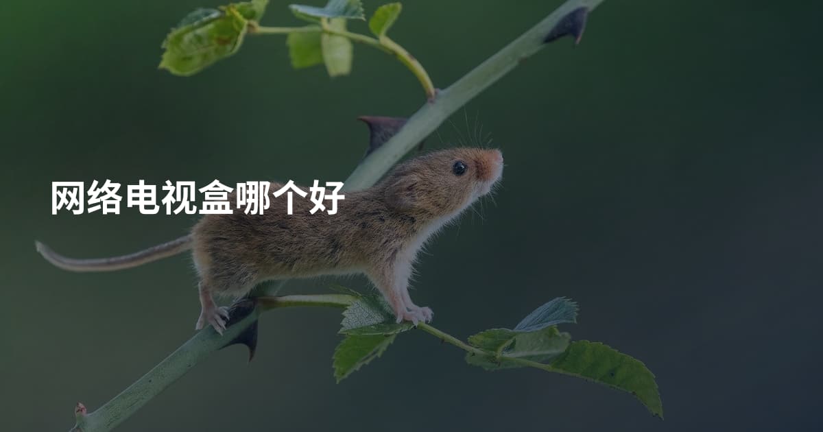 网络电视盒哪个好