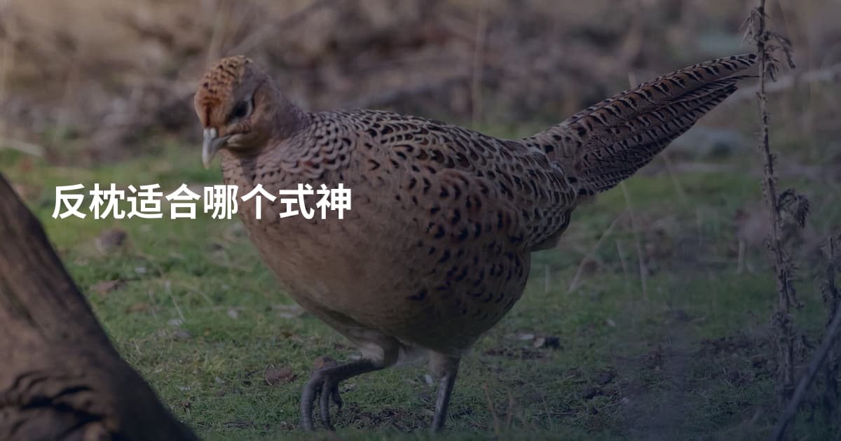 反枕适合哪个式神
