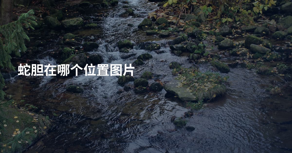 蛇胆在哪个位置图片