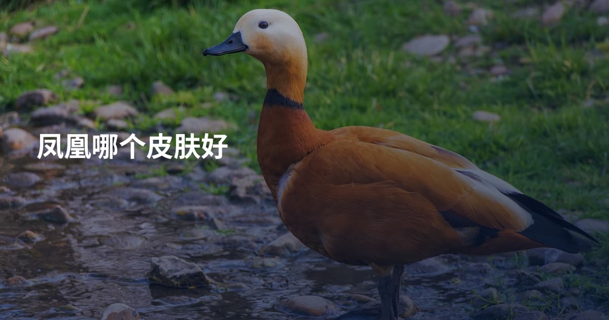凤凰哪个皮肤好