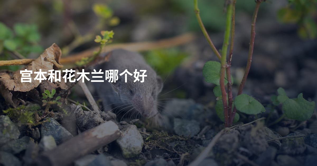 宫本和花木兰哪个好