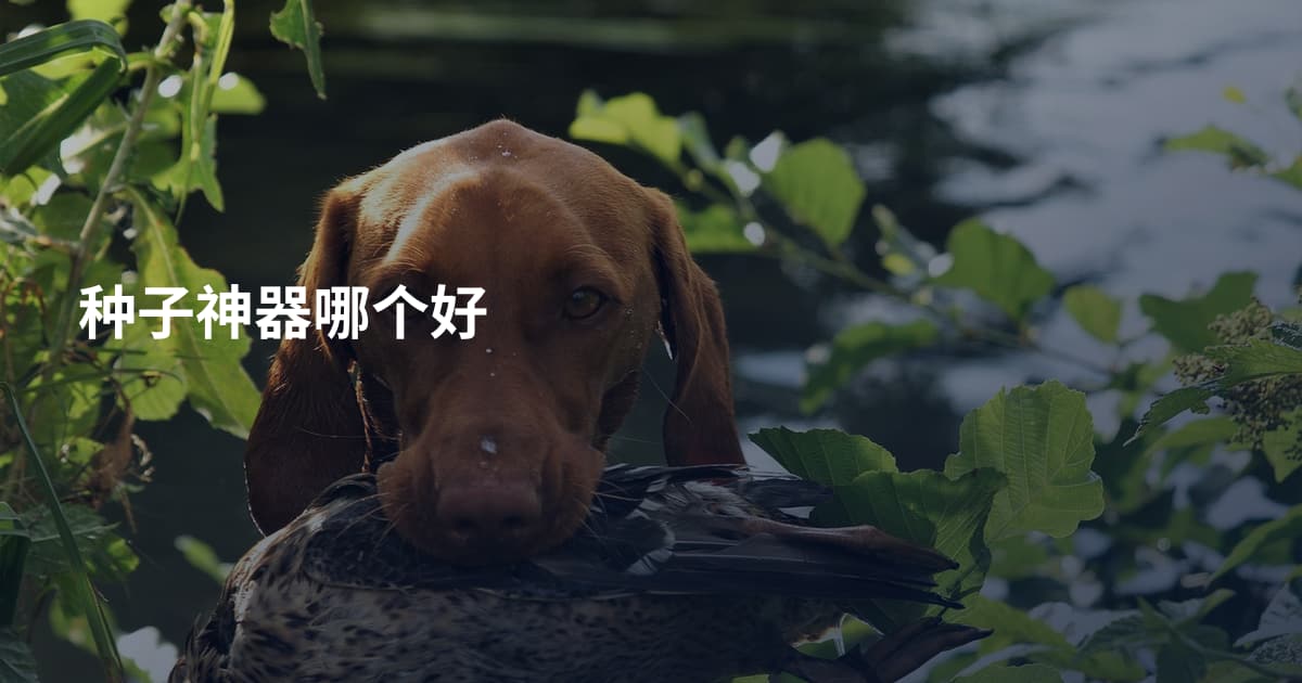 种子神器哪个好