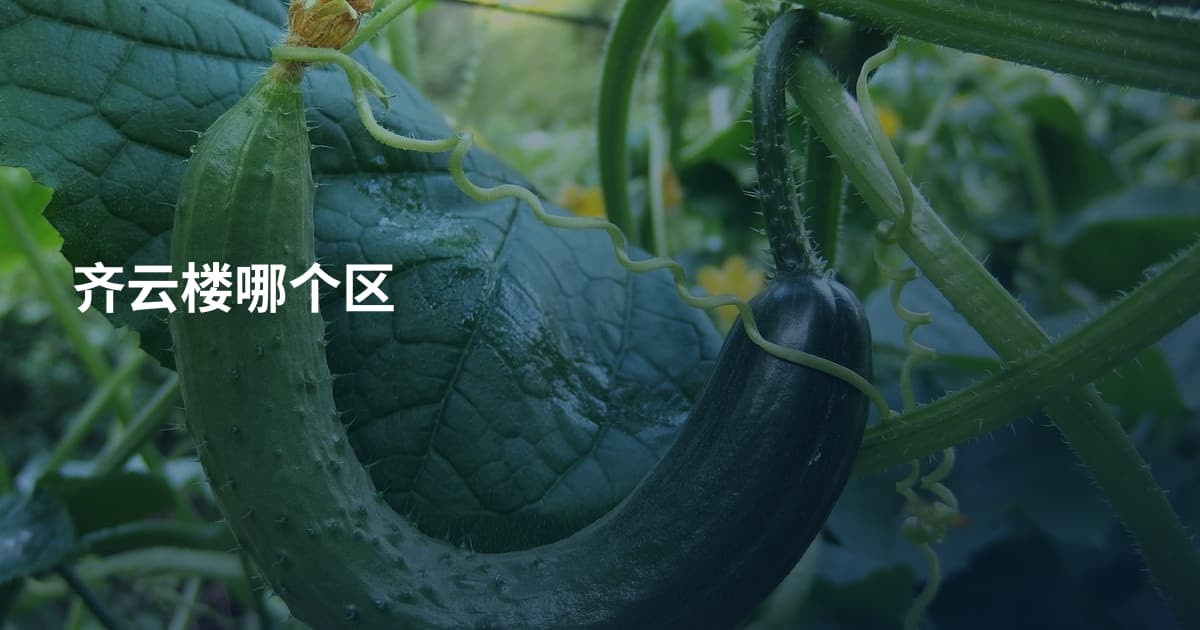 齐云楼哪个区