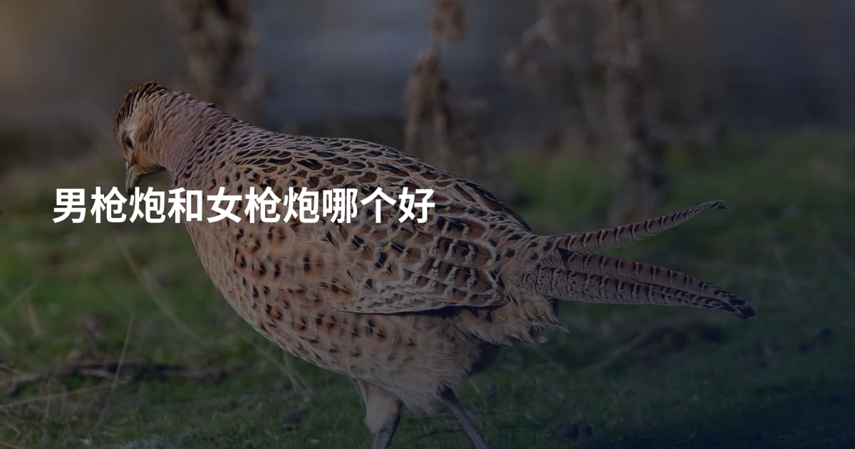 男枪炮和女枪炮哪个好