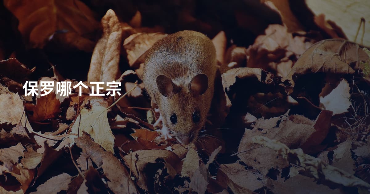 保罗哪个正宗