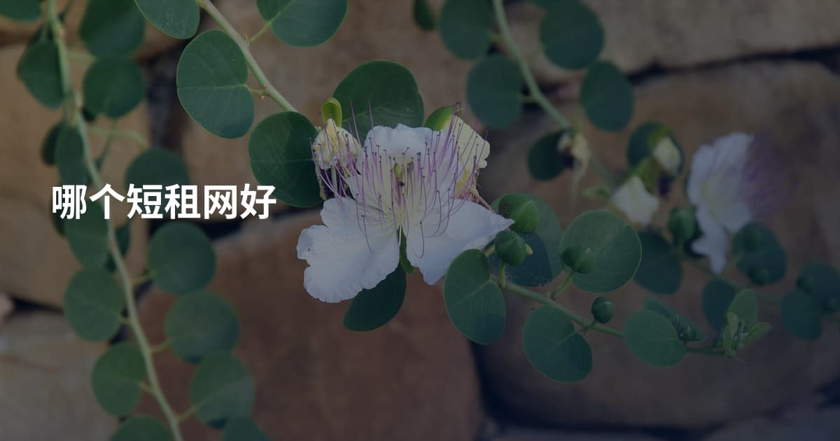 哪个短租网好
