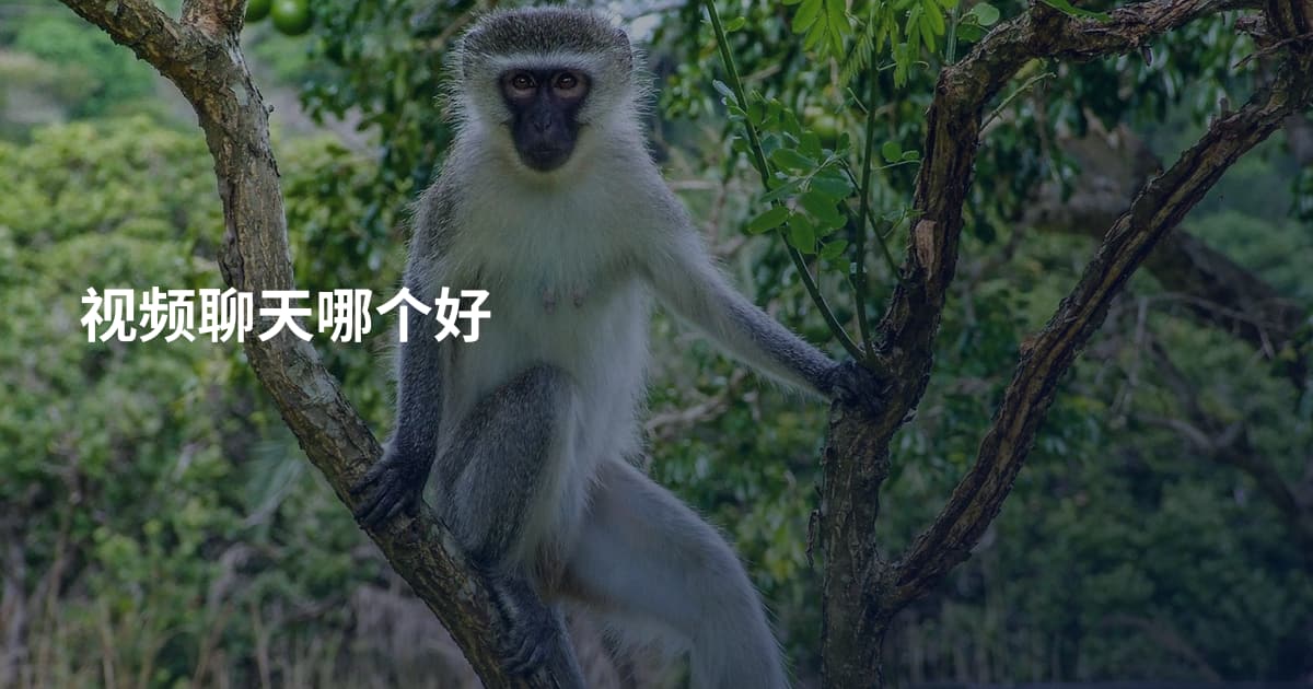 视频聊天哪个好