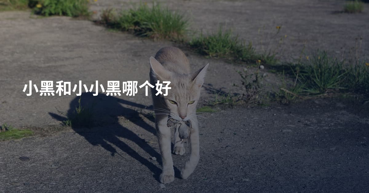 小黑和小小黑哪个好