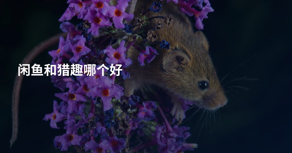 闲鱼和猎趣哪个好