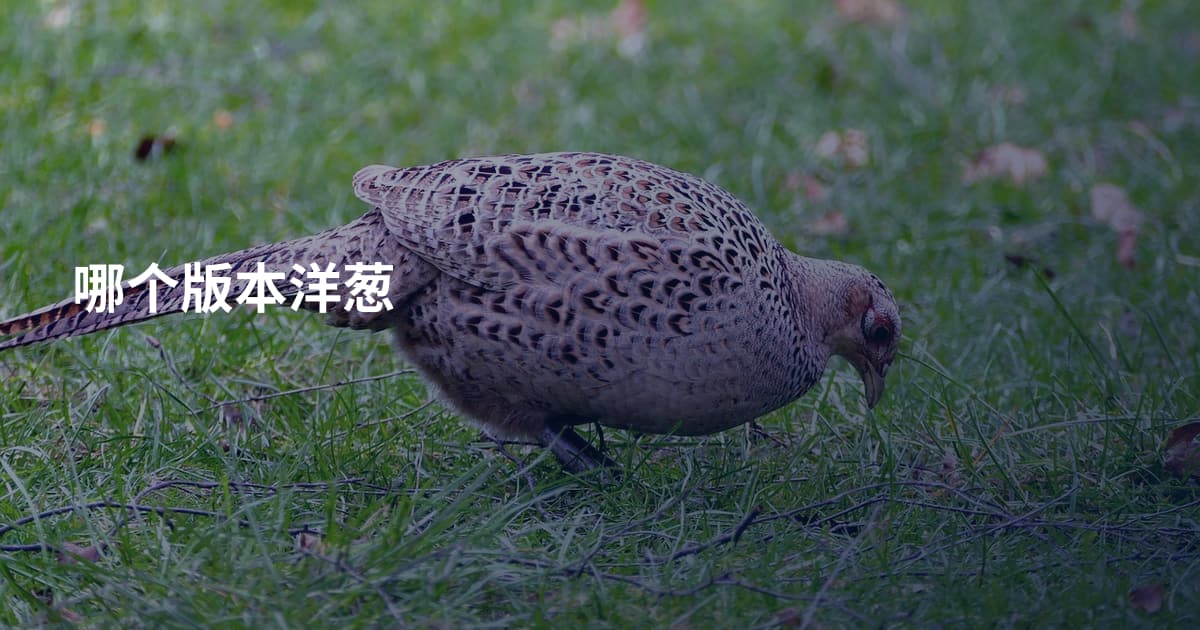 哪个版本洋葱