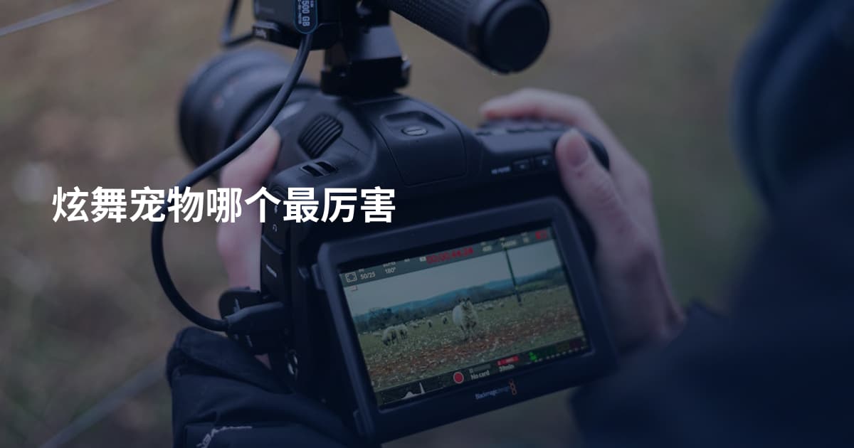 炫舞宠物哪个最厉害