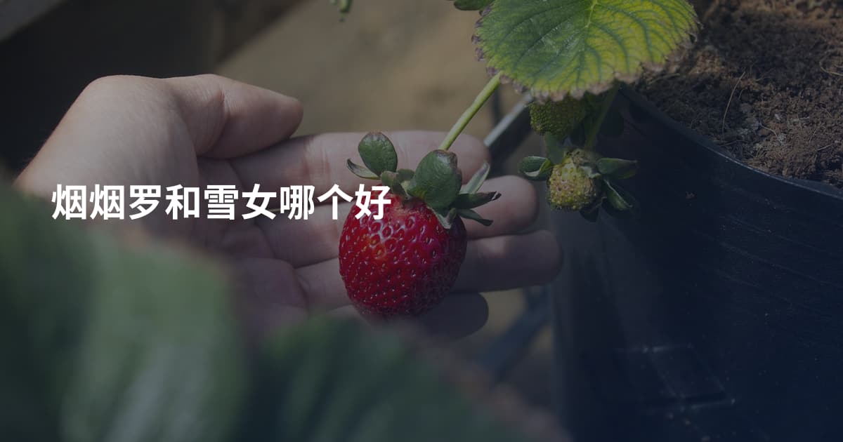 烟烟罗和雪女哪个好