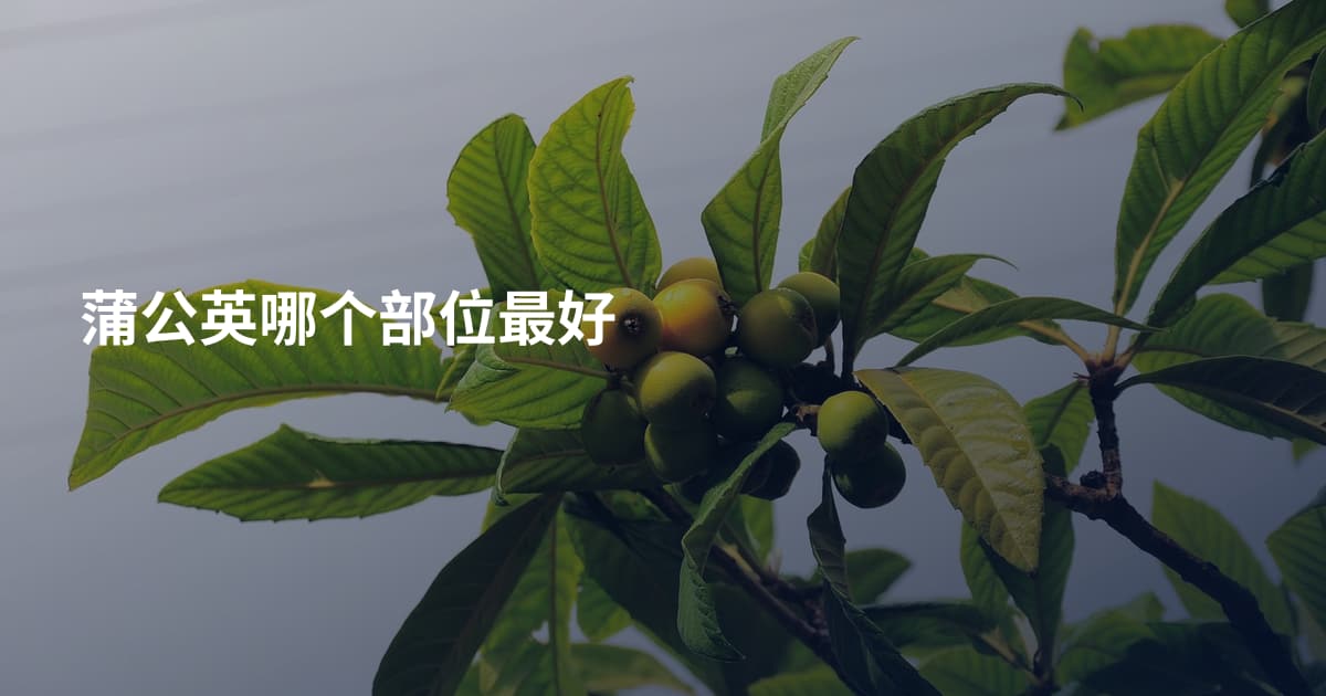 蒲公英哪个部位最好