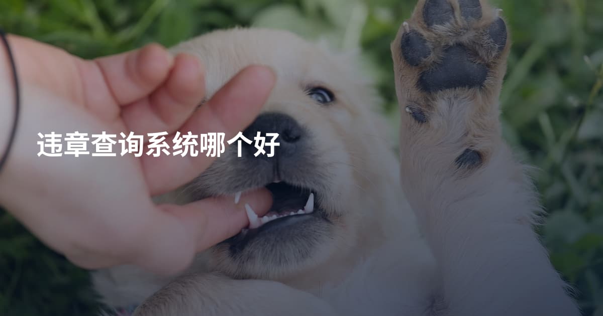 违章查询系统哪个好