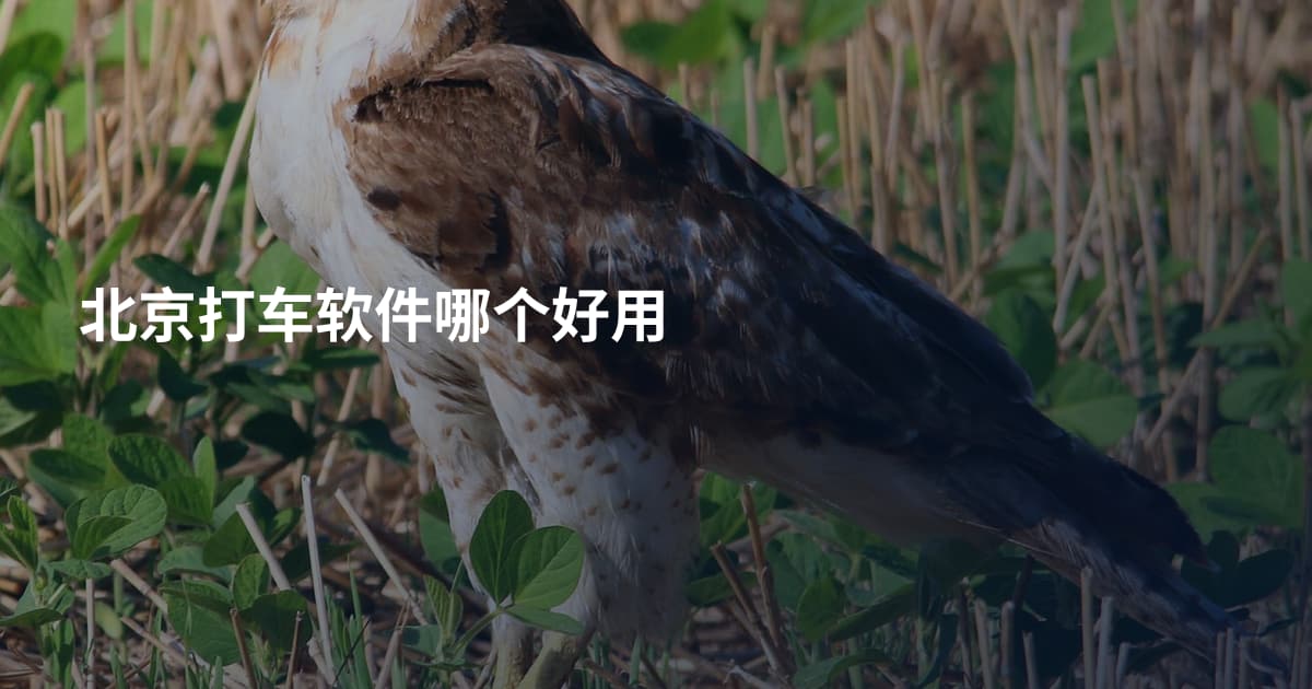 北京打车软件哪个好用