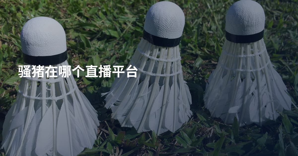 骚猪在哪个直播平台