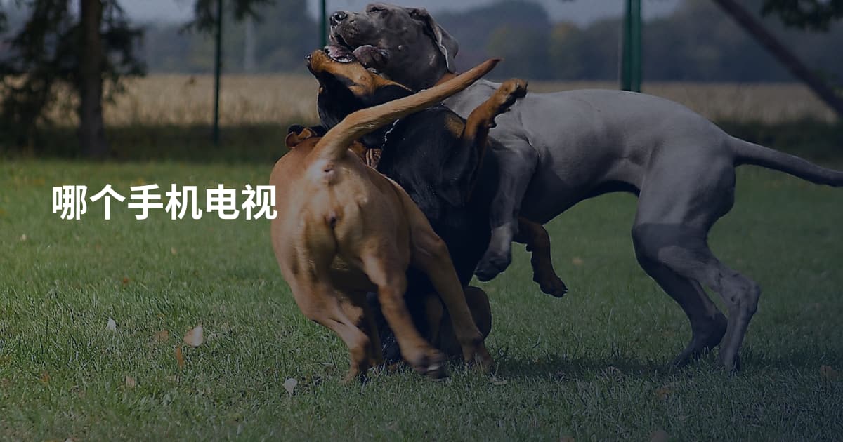哪个手机电视