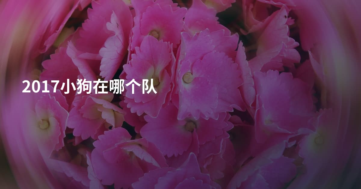 2017小狗在哪个队