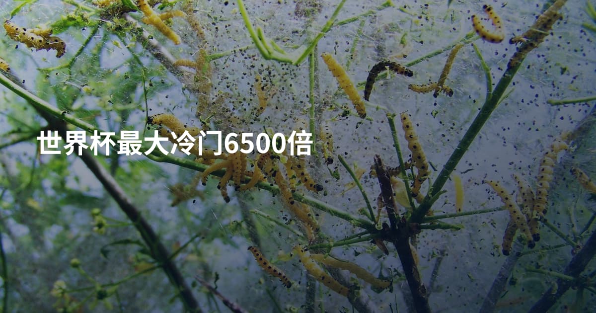 世界杯最大冷门6500倍