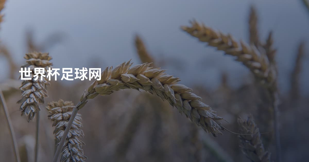 世界杯足球网