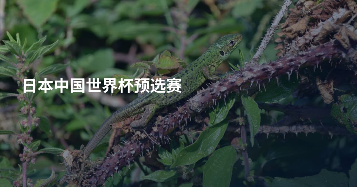 日本中国世界杯预选赛