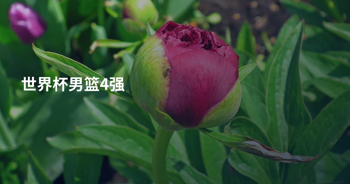 世界杯男篮4强