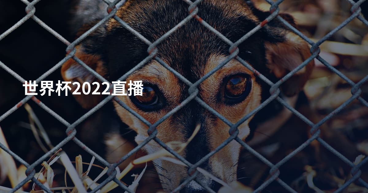 世界杯2022直播