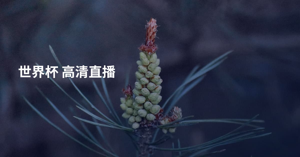 世界杯 高清直播