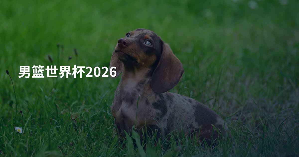 男篮世界杯2026