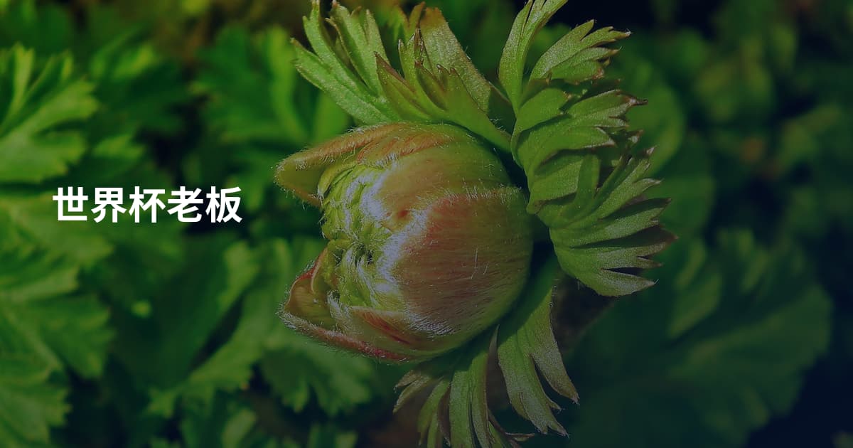 世界杯老板