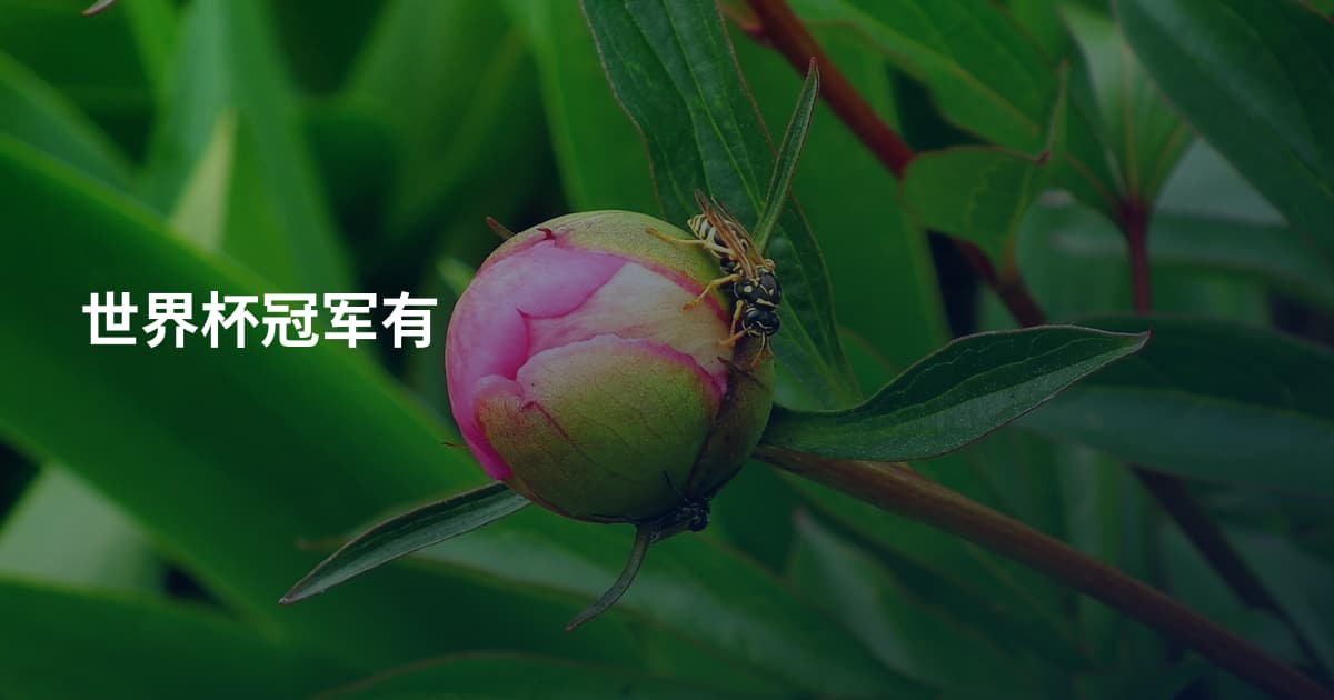 世界杯冠军有