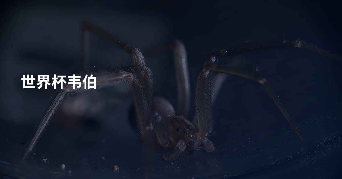 世界杯韦伯