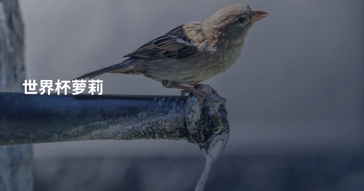 世界杯萝莉