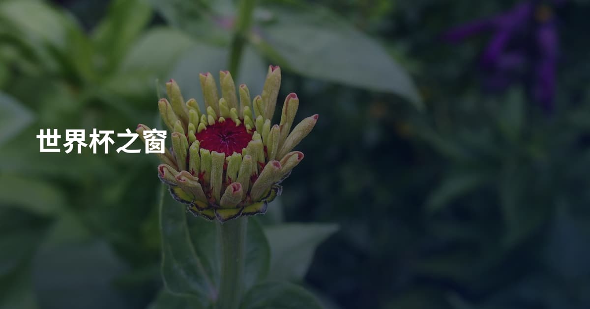 世界杯之窗