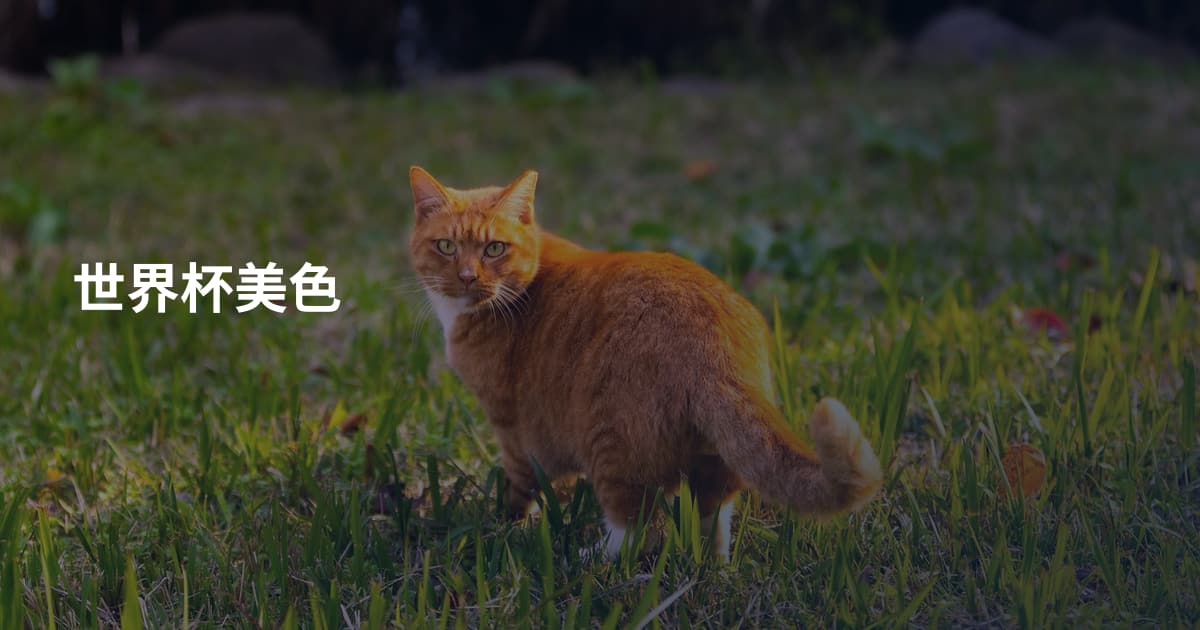 世界杯美色