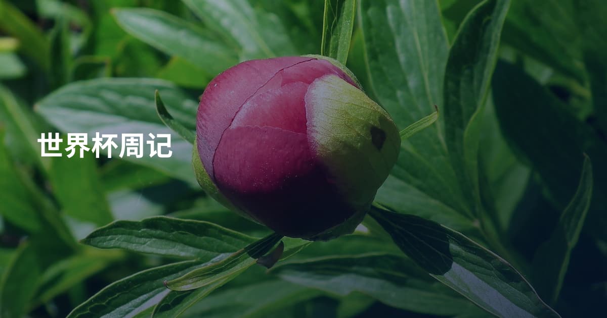 世界杯周记
