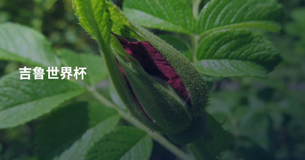 吉鲁世界杯