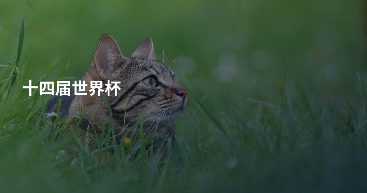 十四届世界杯