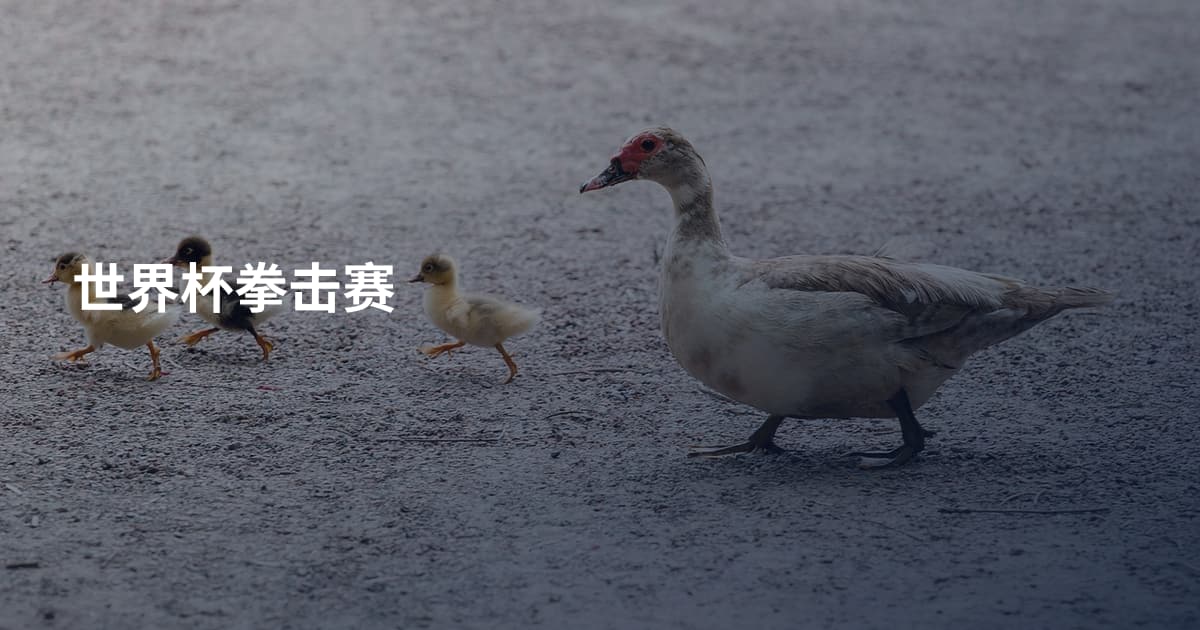 世界杯拳击赛
