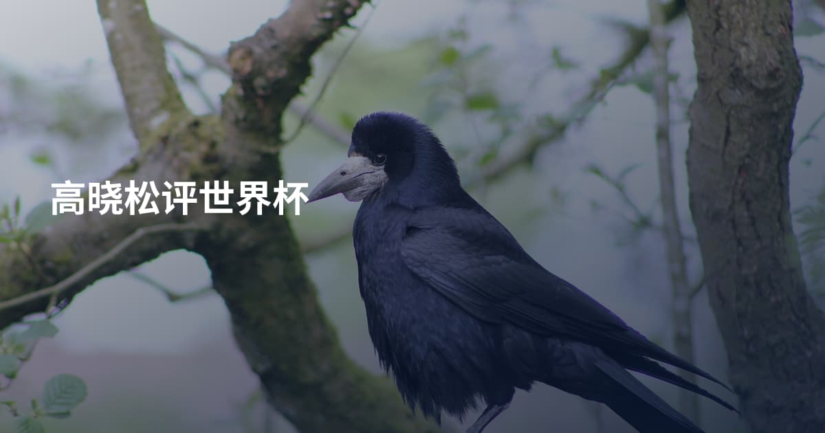 高晓松评世界杯