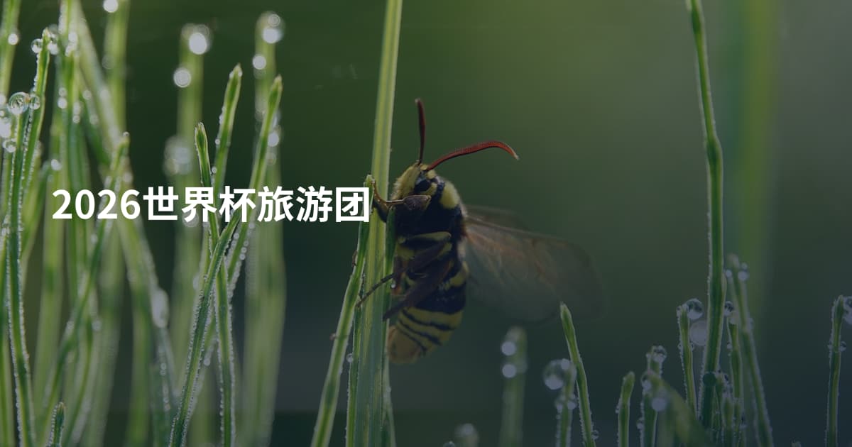 2026世界杯旅游团