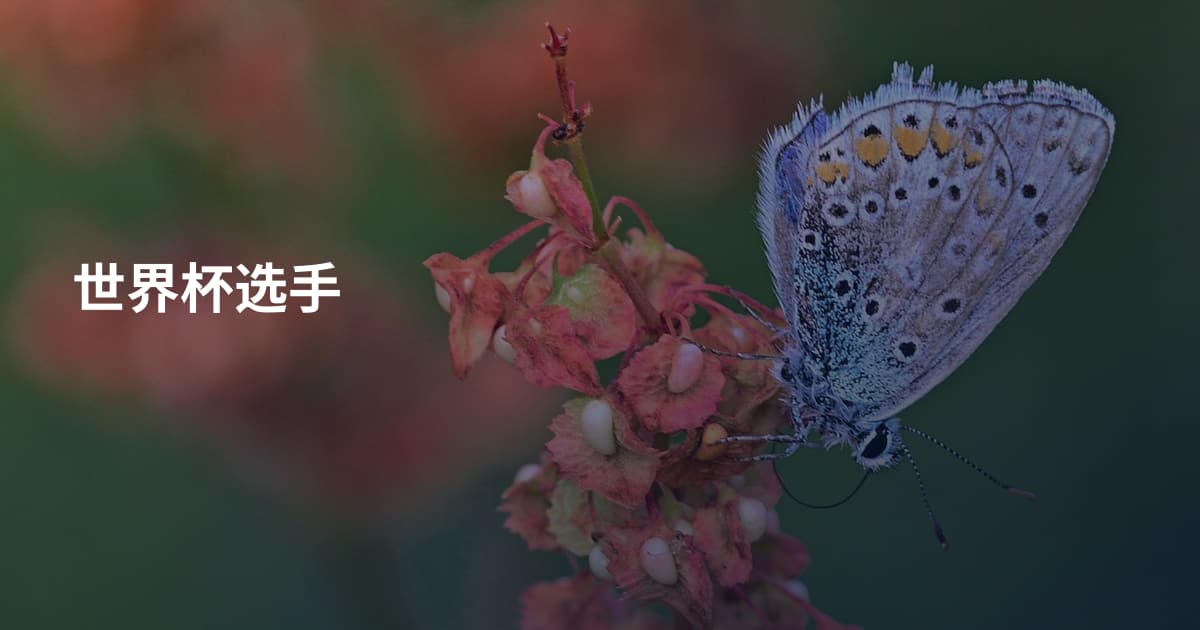 世界杯选手